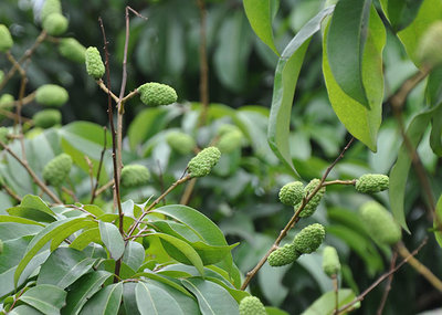 昆明荔枝市場(chǎng)批發(fā),優(yōu)質(zhì)荔枝廠家批發(fā)-湛江市杰升貿(mào)易提供昆明荔枝市場(chǎng)批發(fā),優(yōu)質(zhì)荔枝廠家批發(fā)的相關(guān)介紹、產(chǎn)品、服務(wù)、圖片、價(jià)格湛江市杰升貿(mào)易、銷(xiāo)售(含網(wǎng)上銷(xiāo)售):食品、水果、農(nóng)產(chǎn)品、日用品、花卉;貨物、